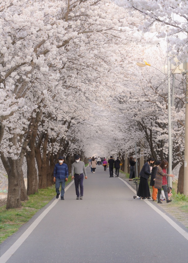 하방마을의 벚꽃 이미지