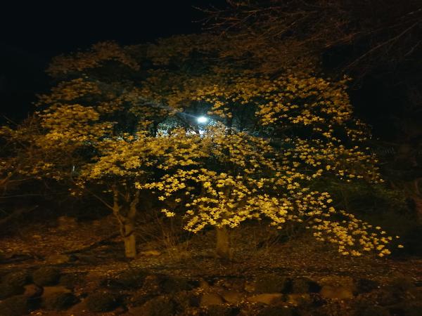 충주댐_밤 벚꽃 이미지