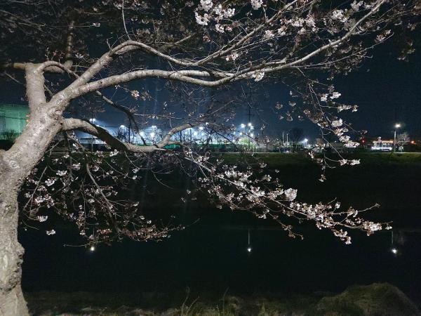 하방마을 벚꽃길 이미지