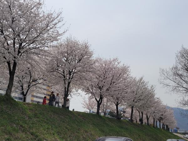 단월 강변 벚꽃따라~ 이미지