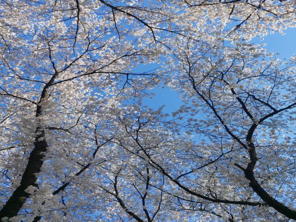 수안보면 온천리 벚꽃 이미지