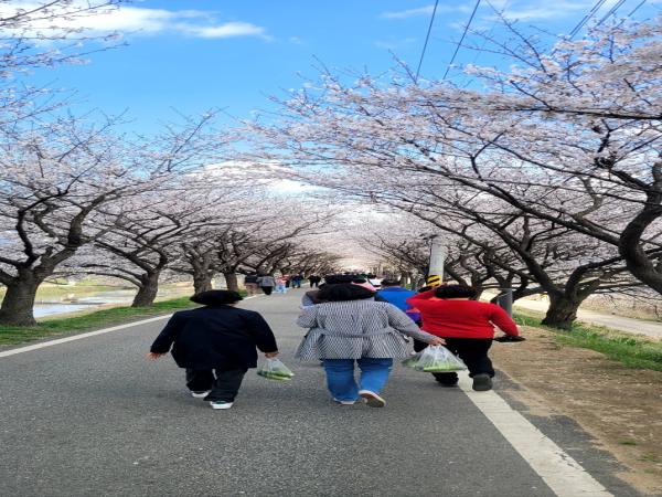 하방마을 벚꽃길. 시민들이 많이 보러 왔내요. 이미지