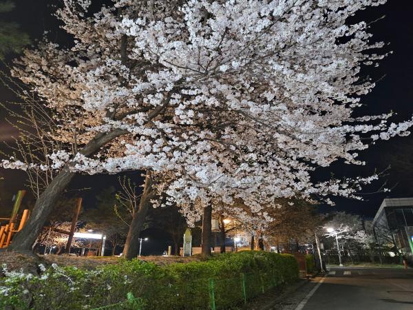 연수동 벚꽃나무 이미지