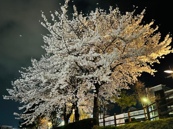 충주천변 벚꽃 이미지