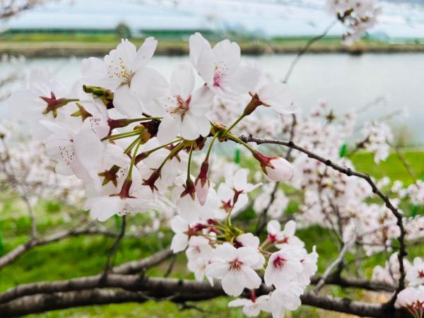 하방마을 벚꽃 이미지