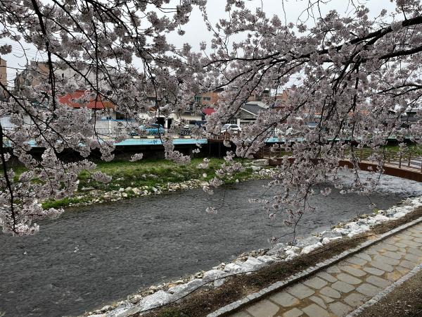 시내 벚꽃 명소2 이미지