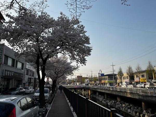 시내 벚꽃 명소3 이미지