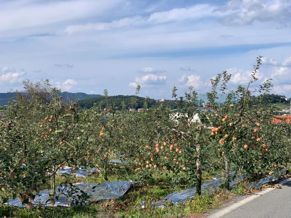 충주 사과 과수원 이미지