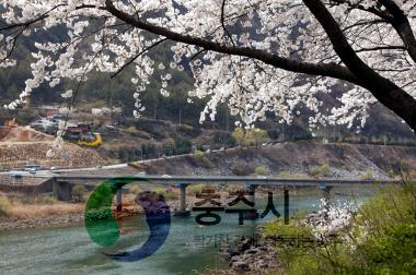 벚꽃만개(충주댐) 의 사진
