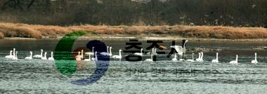 남한강 백조 (고니) 사진