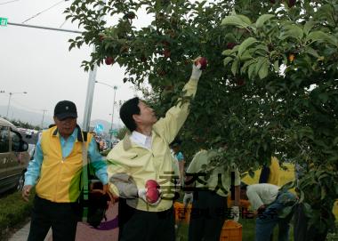 사과나무가로수 사과따기 행사 의 사진