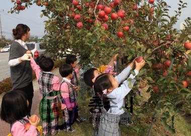 사과나무가로수 사과따기 체험 의 사진