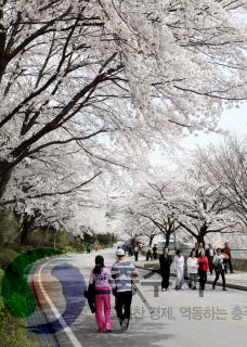 충주댐 벚꽃 만개 관광객 몰려 의 사진