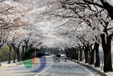 수안보 온천 벚꽃 만개 의 사진