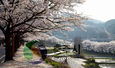수안보 온천 벚꽃 만개 의 사진