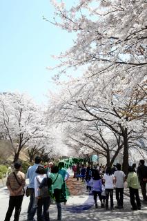 제1회 벚꽃축제 의 사진