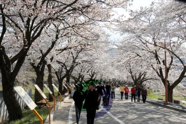 수안보 벚꽃길 걷기행사 의 사진