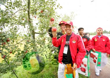 외국인 사과나무가로수 사과따기 체험 사진