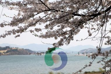 탄금호(조정지댐) 벚꽃 장관 의 사진