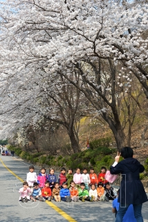 충주에는 가는곳 마다 벚꽃 잔치 의 사진