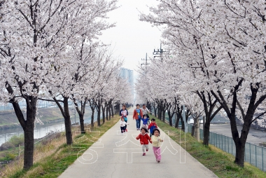 충주에는 가는곳 마다 벚꽃 잔치 의 사진