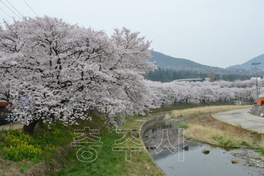 수안보온천 벚꽃거리 의 사진
