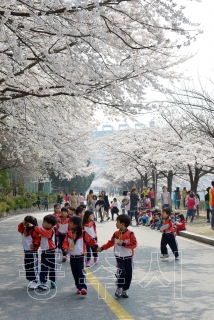 충주댐 벚꽃거리 의 사진