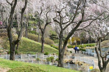 충주댐 벚꽃거리 의 사진