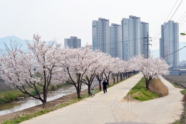 봉방동 하방 및 천변도로 벚꽃거리 의 사진