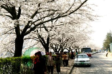 충주댐 벚꽃 만개 장관 사진