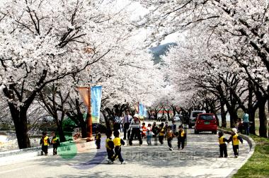 수안보 벚꽃 터널 사진