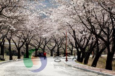 수안보온천 벚꽃길 만개 의 사진