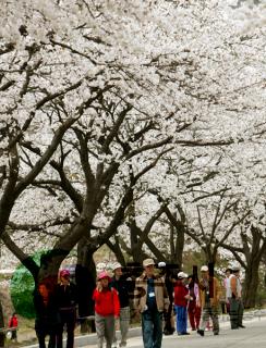 수안보 벚꽃 만개 사진