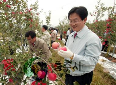 한창희 시장 사과수확 체험 의 사진