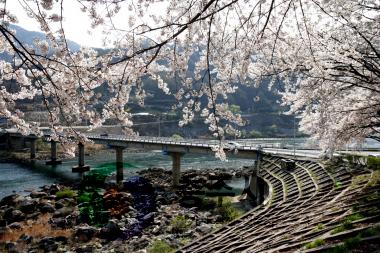층주댐 벚꽃 만개 사진