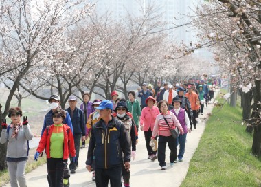 봉방동 벚꽃길 걷기대회 의 사진
