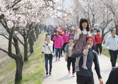 봉방동 벚꽃길 걷기대회 의 사진