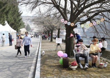 충주호 벚꽃길 걷기대회 의 사진