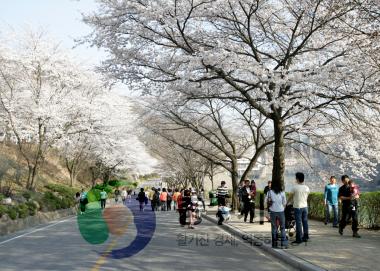 충주댐 벚꽃 만개 사진