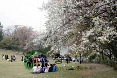 탄금대 벚꽃 만개 사진