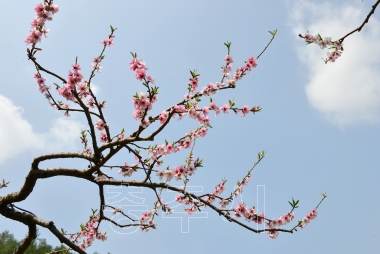 충주 복숭아꽃 만개 의 사진