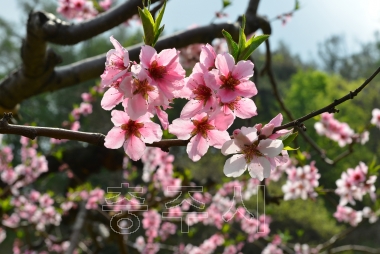 충주 복숭아꽃 만개 의 사진