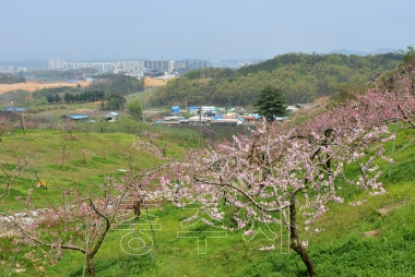 충주 복숭아꽃 만개 의 사진