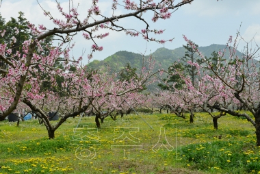 충주 복숭아꽃 만개 의 사진