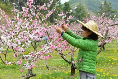 충주 복숭아꽃 만개 의 사진