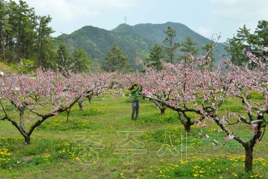 충주 복숭아꽃 만개 의 사진