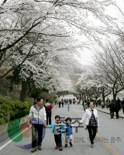 충주댐 벚꽃 만개 사진
