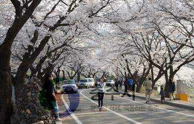 수안보 온천 벚꽃 만개 사진