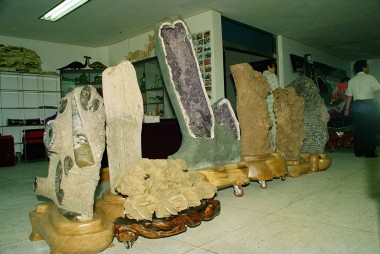 자연사 박물관 임시전시장 개장 의 사진