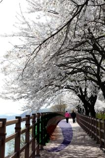 탄금호(조정지댐) 벚꽃 장관 사진